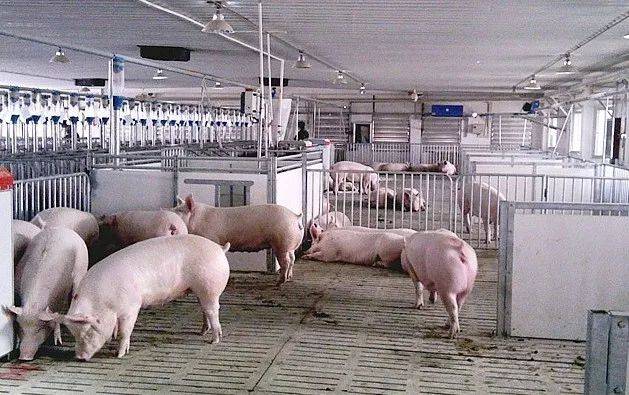 非洲猪瘟为何先感染母猪和育肥猪，再感染保育猪？