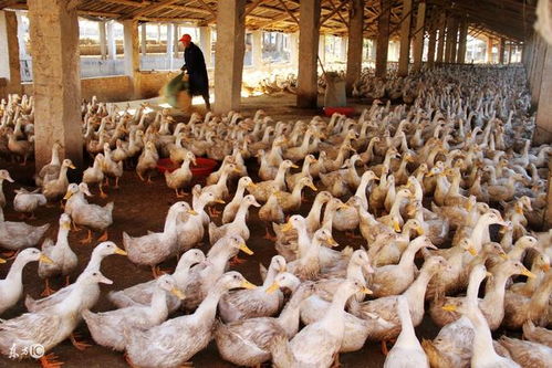 畜禽养殖舍内有害气体的产生原因与构成