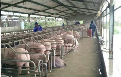 洪水无情，中粮有情——“新饲军”与客户携手抗洪，共筑水产养殖防线