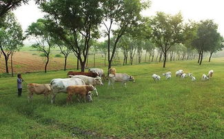 洪涝过后畜禽防疫指南 保障养殖安全与健康恢复