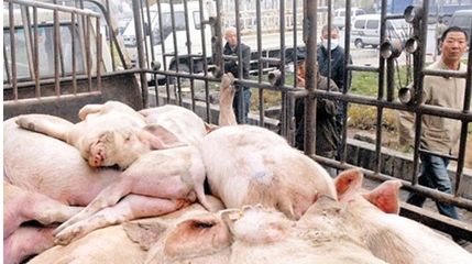 箱式密封自卸式恒温无害化处理车 畜禽处理设备的价格解析与选购指南