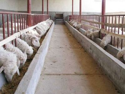 潍坊农村畜禽养殖致富路 选对品种与模式是关键