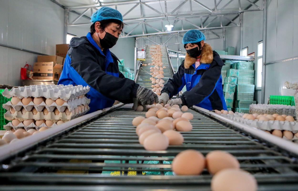 畜禽业发展的春天 新华社镜头下的石家庄