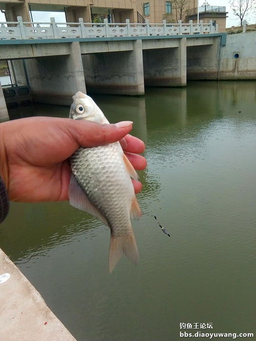 湖北钓鱼王渔具公司 海竿打窝方法详解与销售推荐