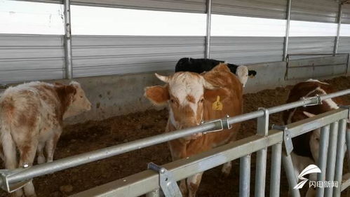 潍坊市坊子区110余名畜牧技术人员下沉服务，保障畜禽安全过冬