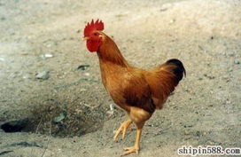 鲜活畜禽产品库与水产养殖 产业链的蓬勃发展