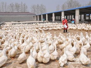 宣城多措并举推进禁养区畜禽养殖企业搬迁安置