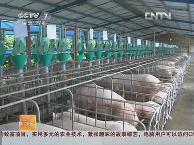 猪要什么就给什么 畜禽养殖标准化示范创建之猪的精准饲养管理